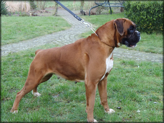boxer: Italia del Colle Infinito